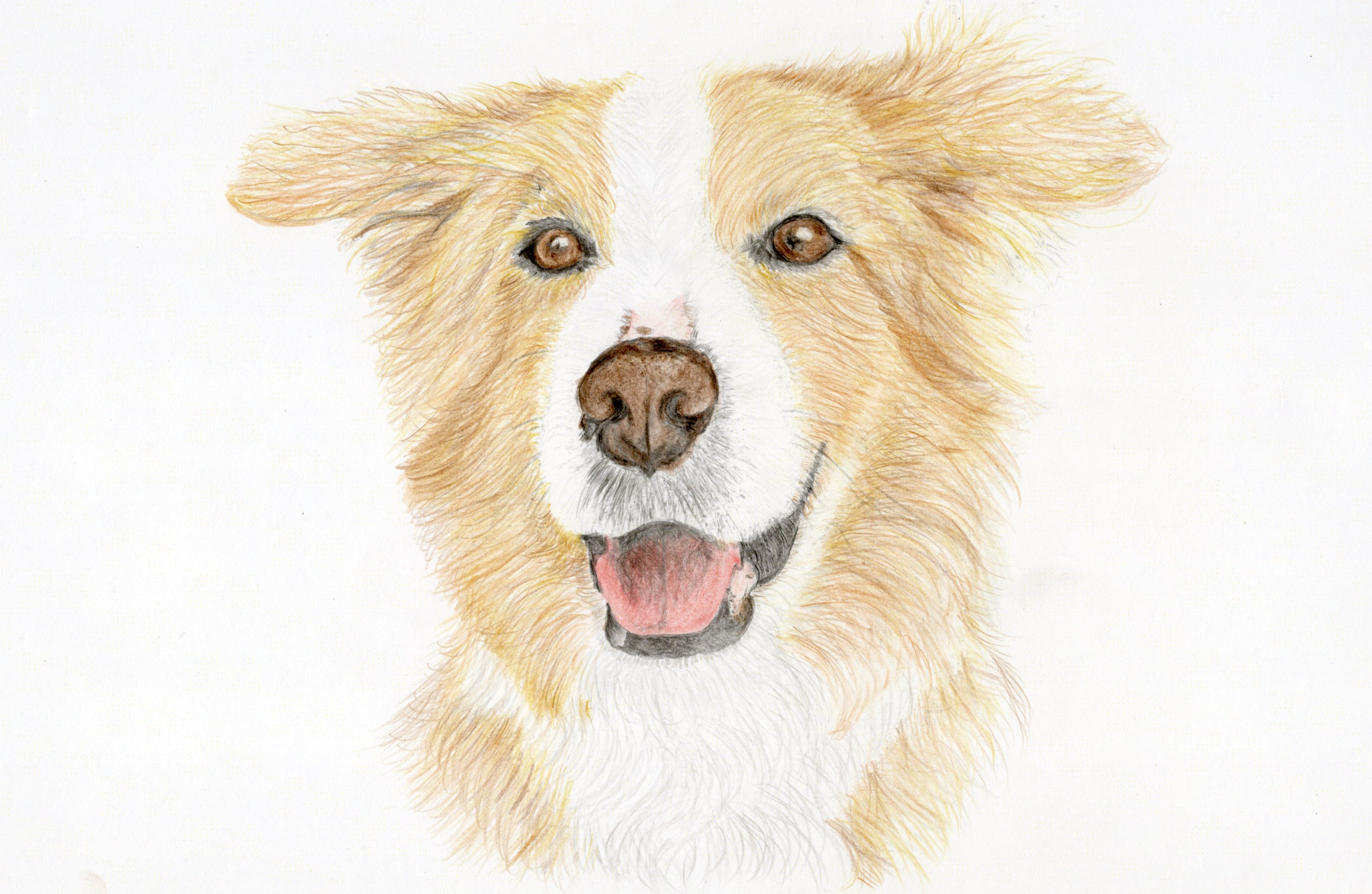 Completed dog portrait artwork painted over the invisible outline