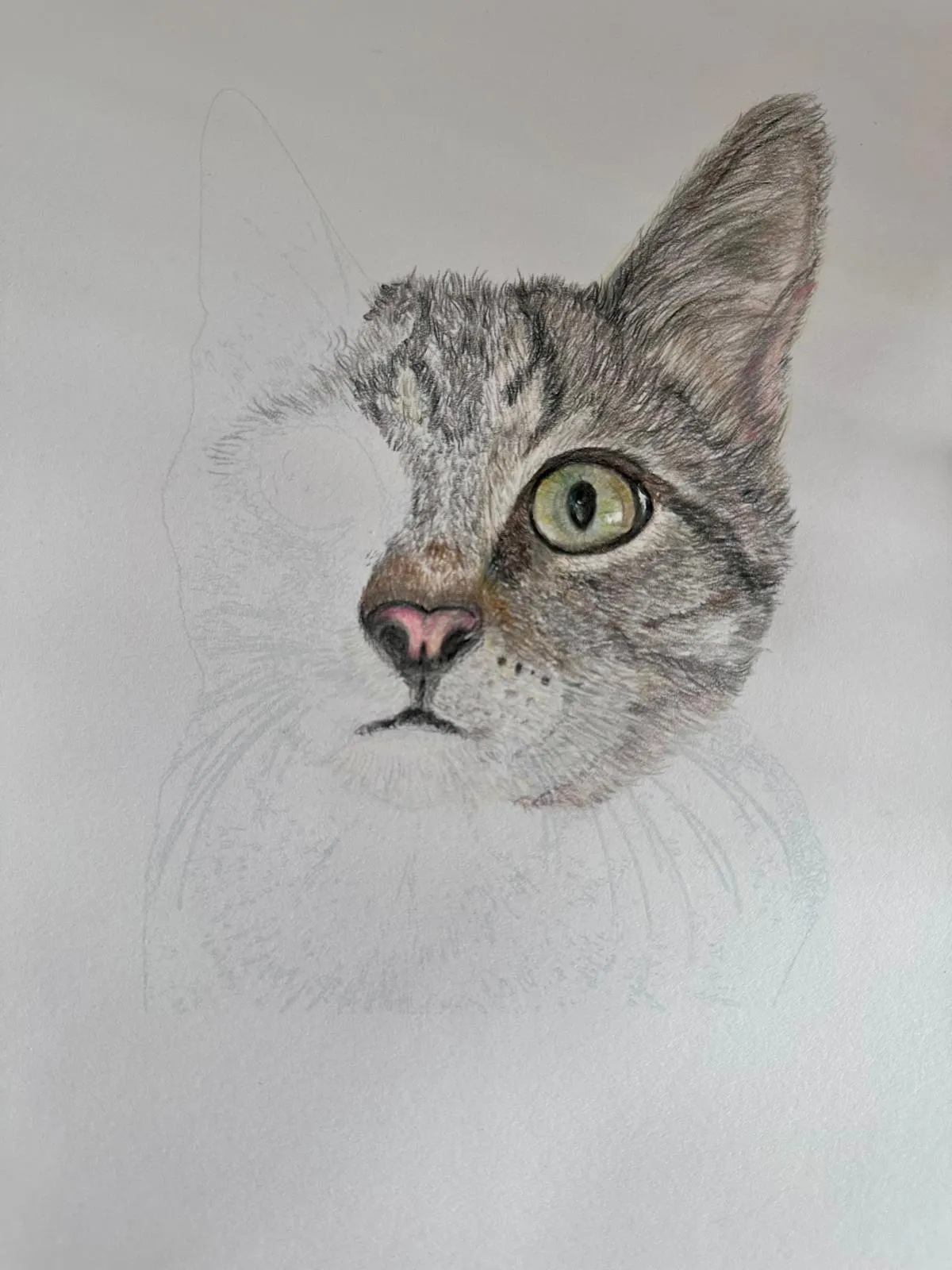 The same cat portrait with the nose, mouth and right cheek completed in colored pencil, the left side still a faint outline