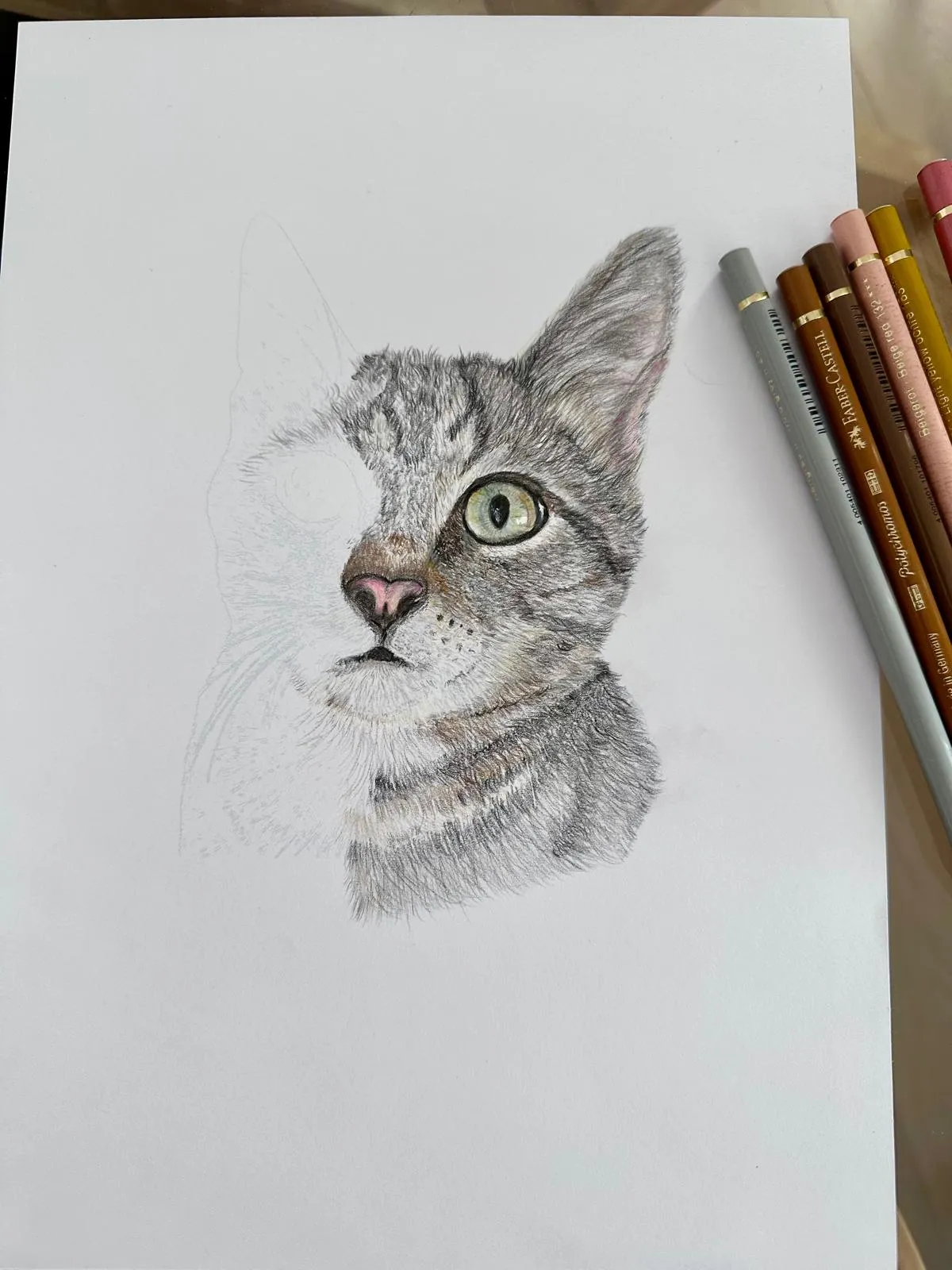 A hand-drawn cat portrait in progress with coloured pencils on the paper