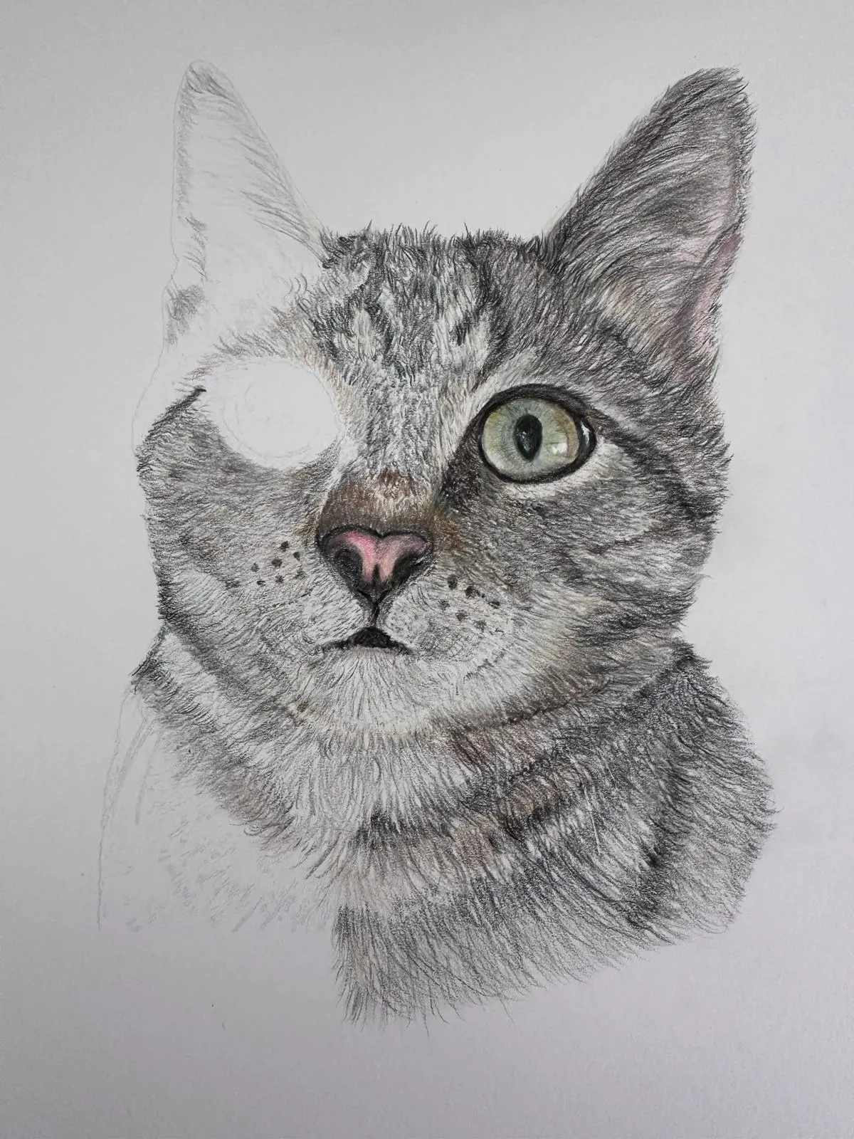 Nearly finished cat portrait with all fur rendered and the left eye still an empty white circle