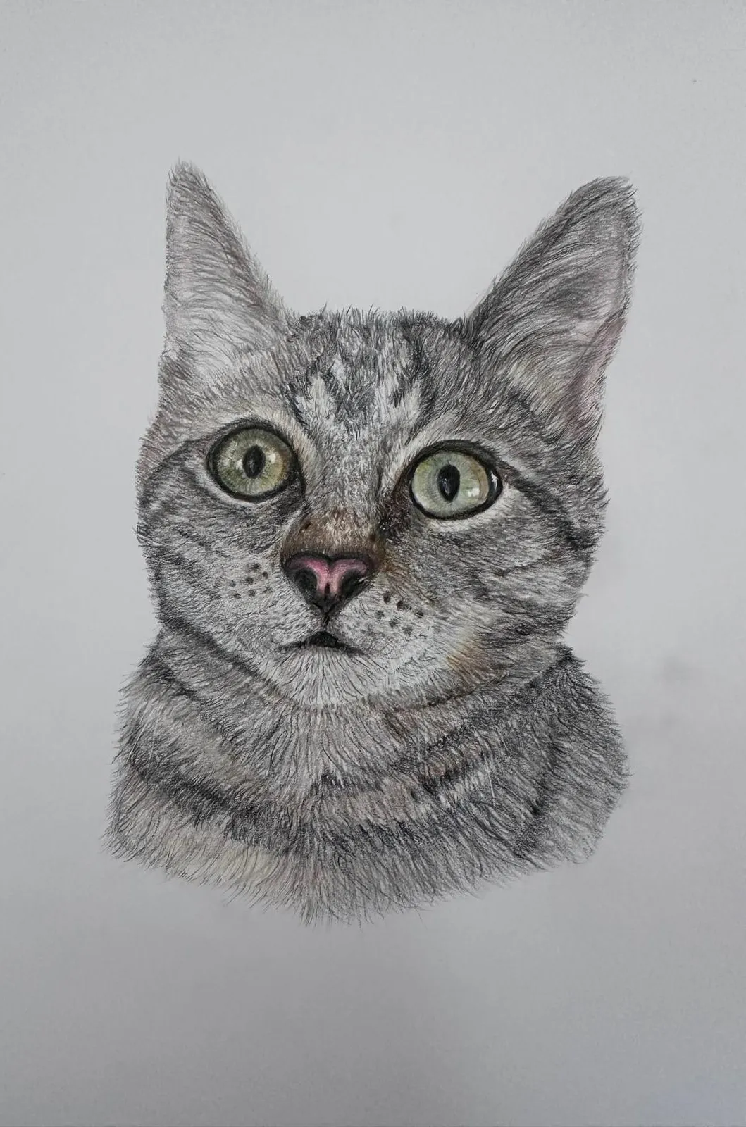 Completed cat portrait from the Sketchso drawing walkthrough