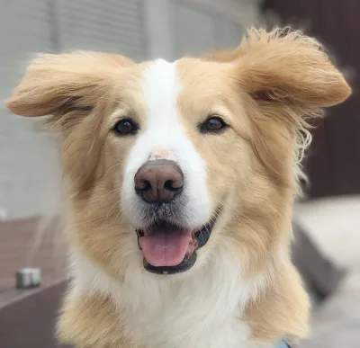 Original dog reference photo before sketch conversion