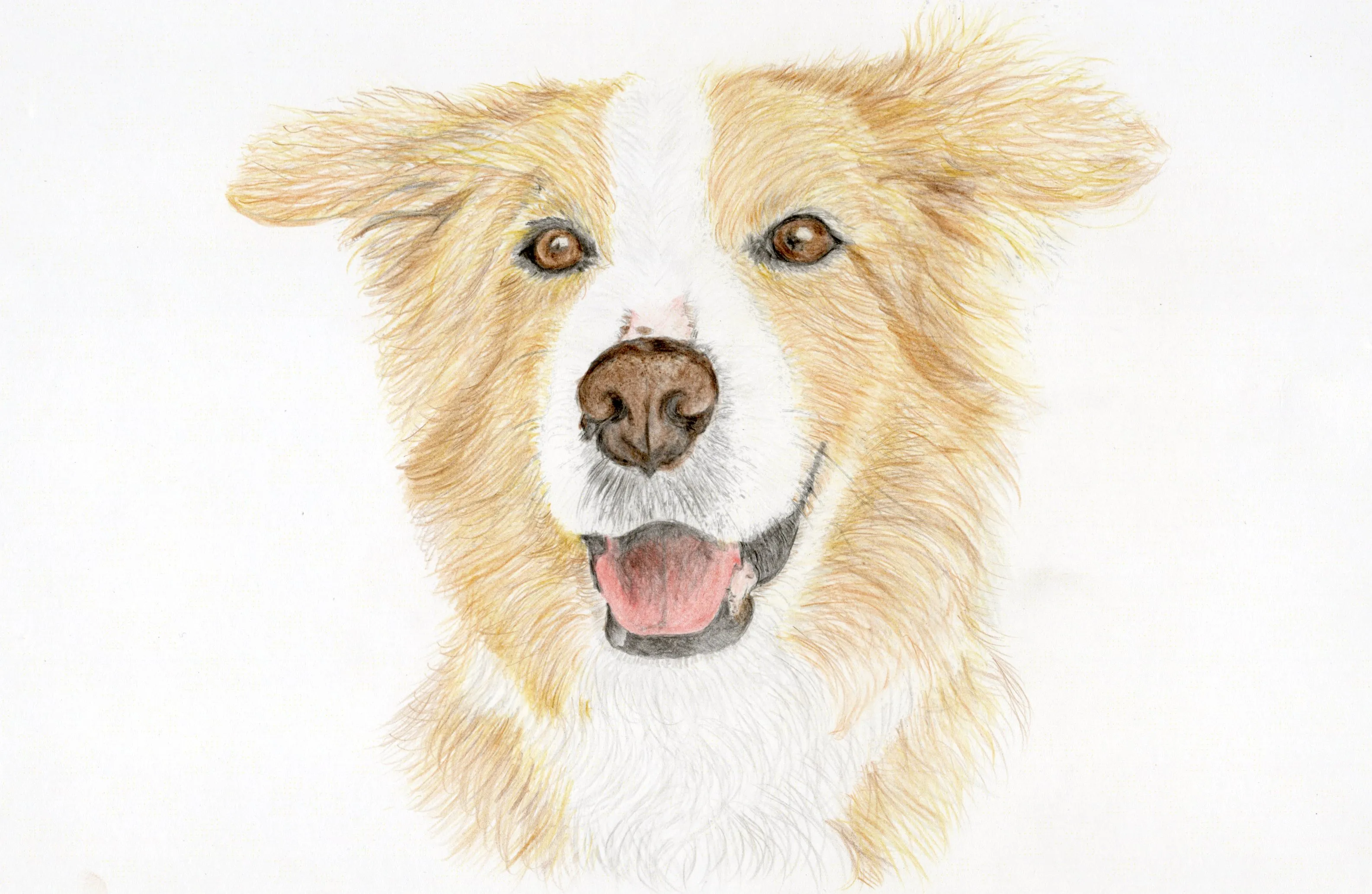 Completed dog portrait artwork painted over the invisible outline