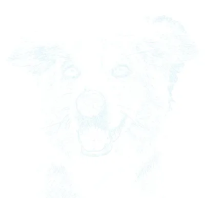 Sketchso sketch outline of the same dog, showing the eyes, muzzle and fur contours