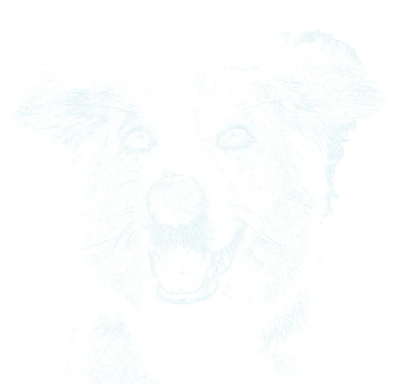 Pet portrait guide generated from the reference photograph, shown at tracing opacity