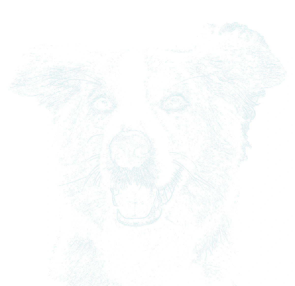 Pet portrait guide generated from the reference photograph, shown at tracing opacity